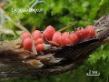 Lycogala conicum-amf2075